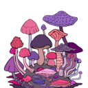 hongos-estudiosos avatar