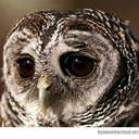 honorabumoonie avatar