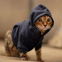 hoodiekittens-blog avatar