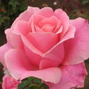 hope-less-ly-hop-ing avatar