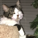 hopeforallthehopeless11 avatar