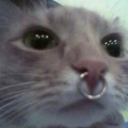 hopefulsheepnight avatar