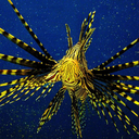 hopeless-1der avatar