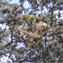 hopelesslydreamin avatar