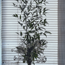 hopelesslypathetic avatar