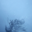 hopelionheartspics avatar