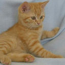 hoping-for-paradise avatar