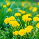 hopinglylost3214 avatar