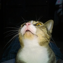 horapaoat avatar