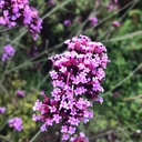 horizonofdragons avatar