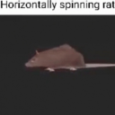 horizontally-spinning-rat avatar