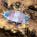 horny-isopod avatar