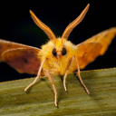horny-moth avatar