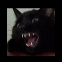 hornyblackcatsstuff avatar