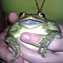 hornyfrogblog avatar