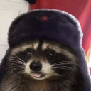 hornyracoon avatar