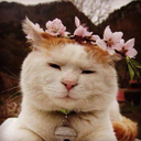 horrorcandypop avatar