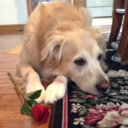 horrorgerard-blog avatar