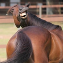 horse-memess avatar