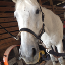 horse-n-around avatar