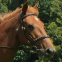 horse-reviews avatar