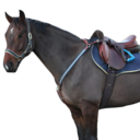 horse-tack avatar