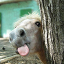 horseblrpositivity avatar