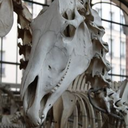 horsebones avatar