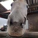 horsedetector avatar