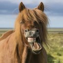 horsehoedownshowdown avatar