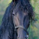 horsehuggersartblog avatar