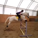 horsenutproblems-blog avatar