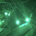 horseridingabicycle avatar