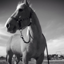 horses-and-fairytales avatar