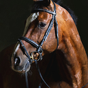 horses-and-happiness avatar