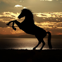horses-lovers avatar