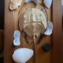 horseshoecrabdyke avatar