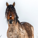 horseswithnames avatar