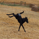 horsewithaname avatar