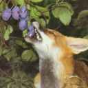 hot-blooded103 avatar