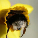 hot-bumblebees avatar