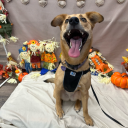 hotdiggtydogs-blog avatar