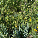 hottestblogger avatar