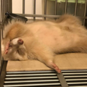 hottietatertottie avatar