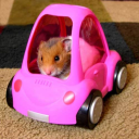 hotwheelhamster avatar