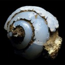 houndsoflovekatebush avatar