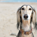 houndtroglodytes avatar