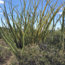 hourinthegrass avatar