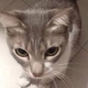 house-of-angst avatar