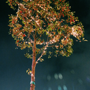 house-of-black avatar